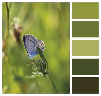 Bud Common Blue Butterfly Butterfly Image